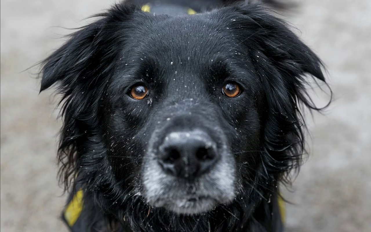 Top Pet Services in Downtown Manhattan NY