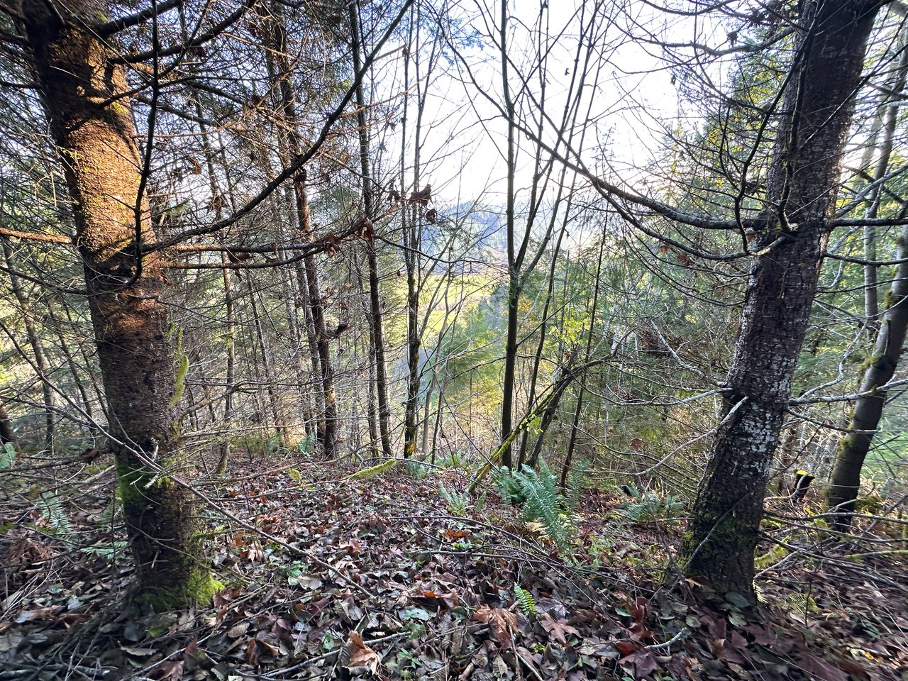 Rust Road Forest