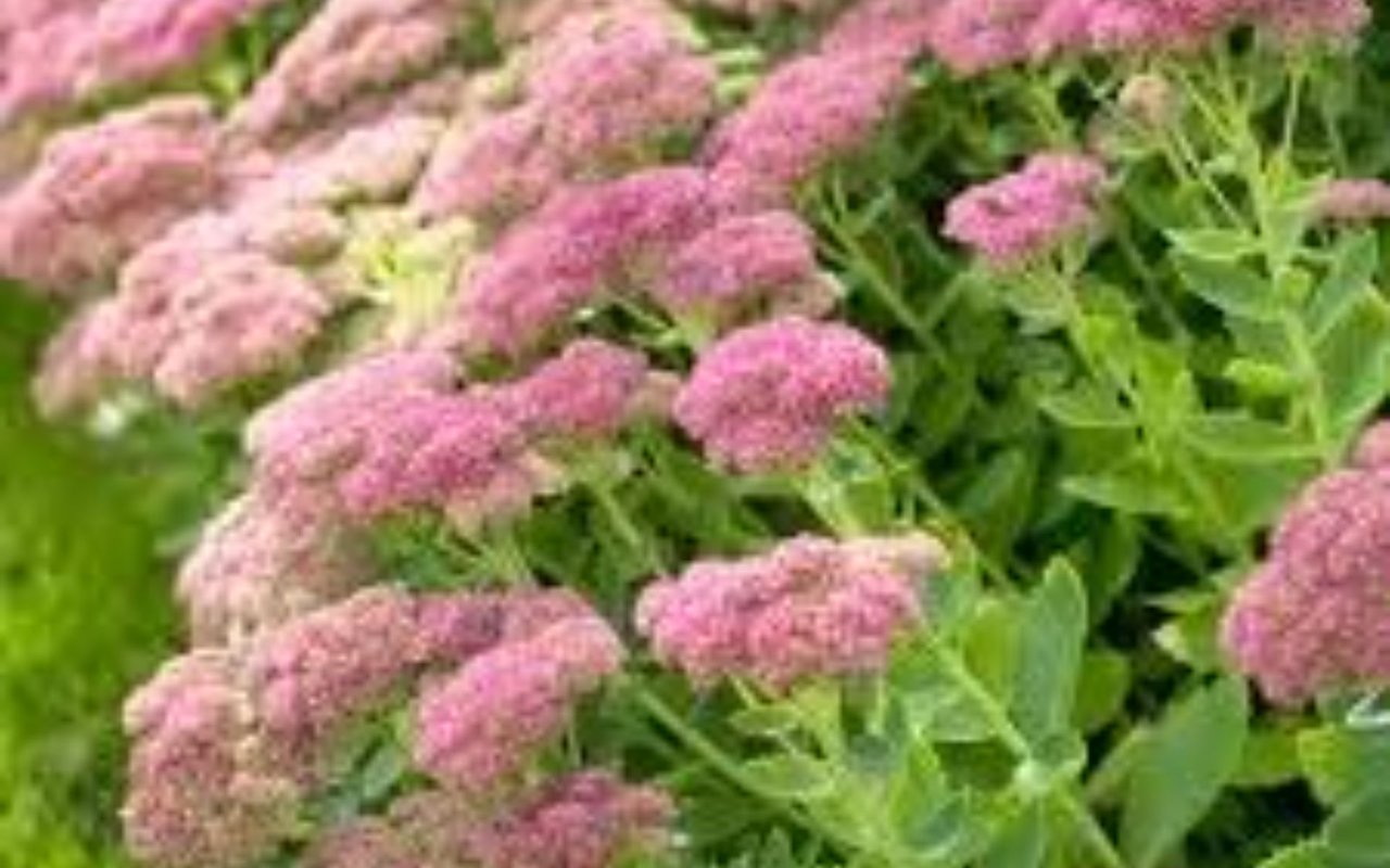 September in the Garden
