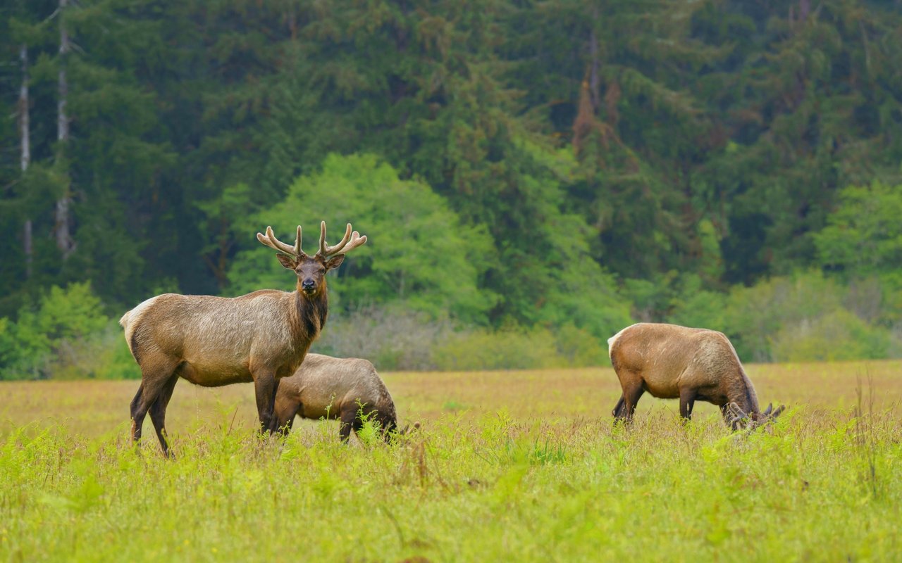 Elk County