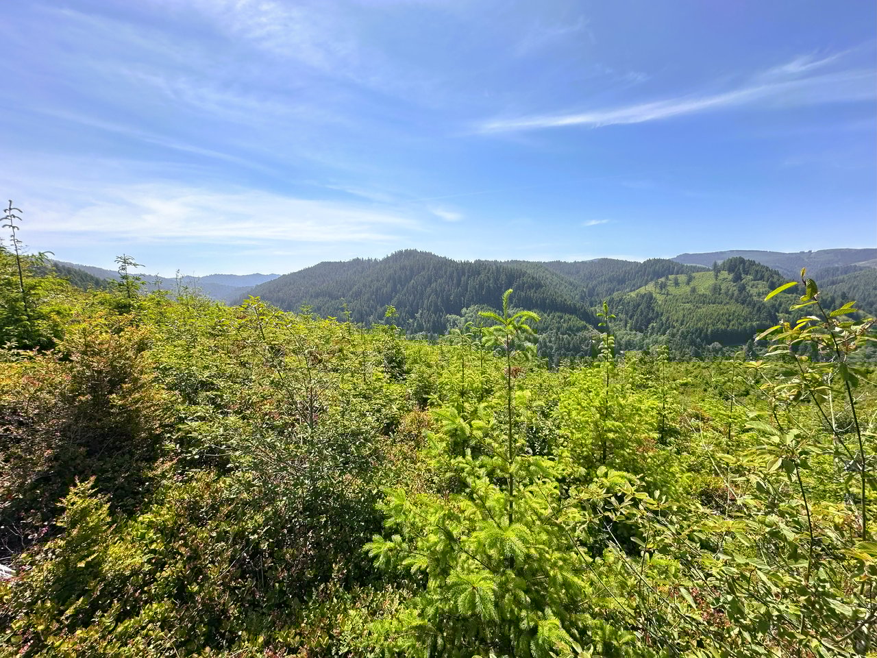 Alsea Estuary Forestland