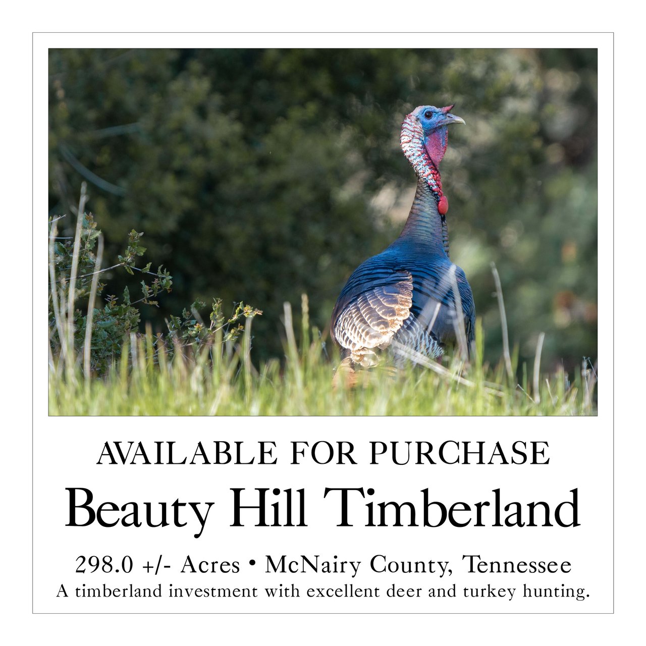 Beauty Hill Timberland