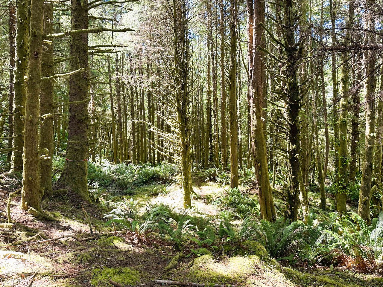 Yaquina Forest