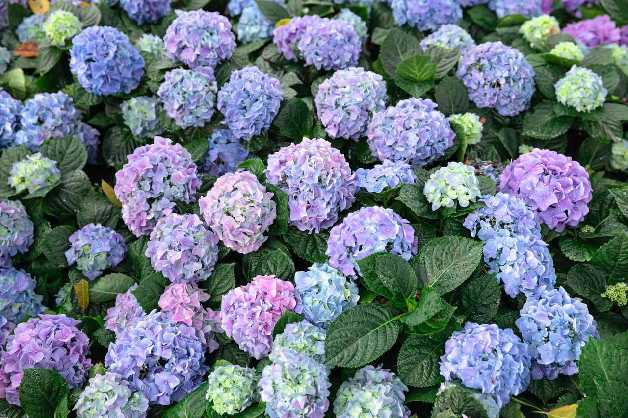 16 Long-Living Perennials That Will Last for Decades with Little Care