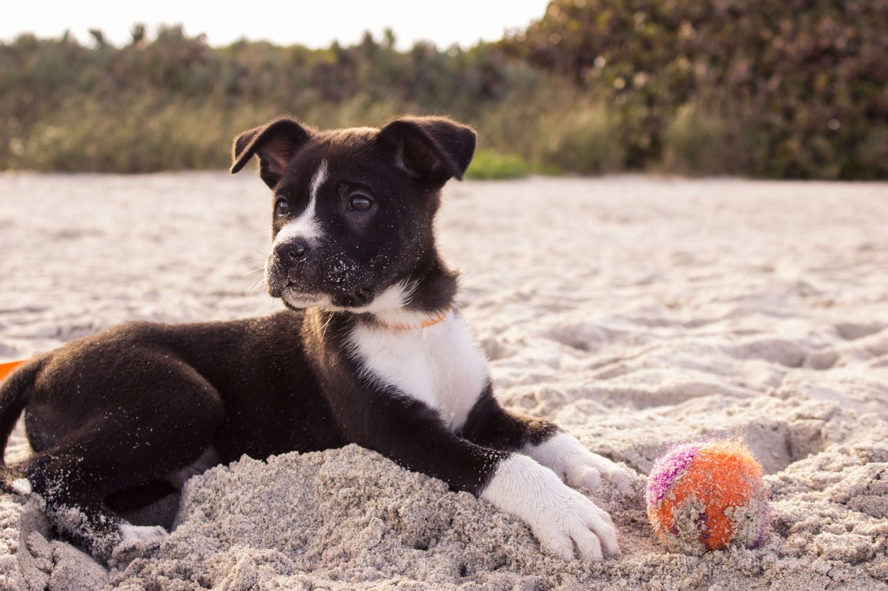 Dog-Friendly Beaches & Parks in Fort Myers & Cape Coral | Best Places to Take Your Dog in Southwest Florida