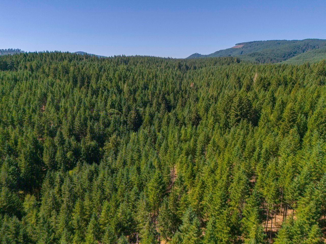 Thetford Home & Forest