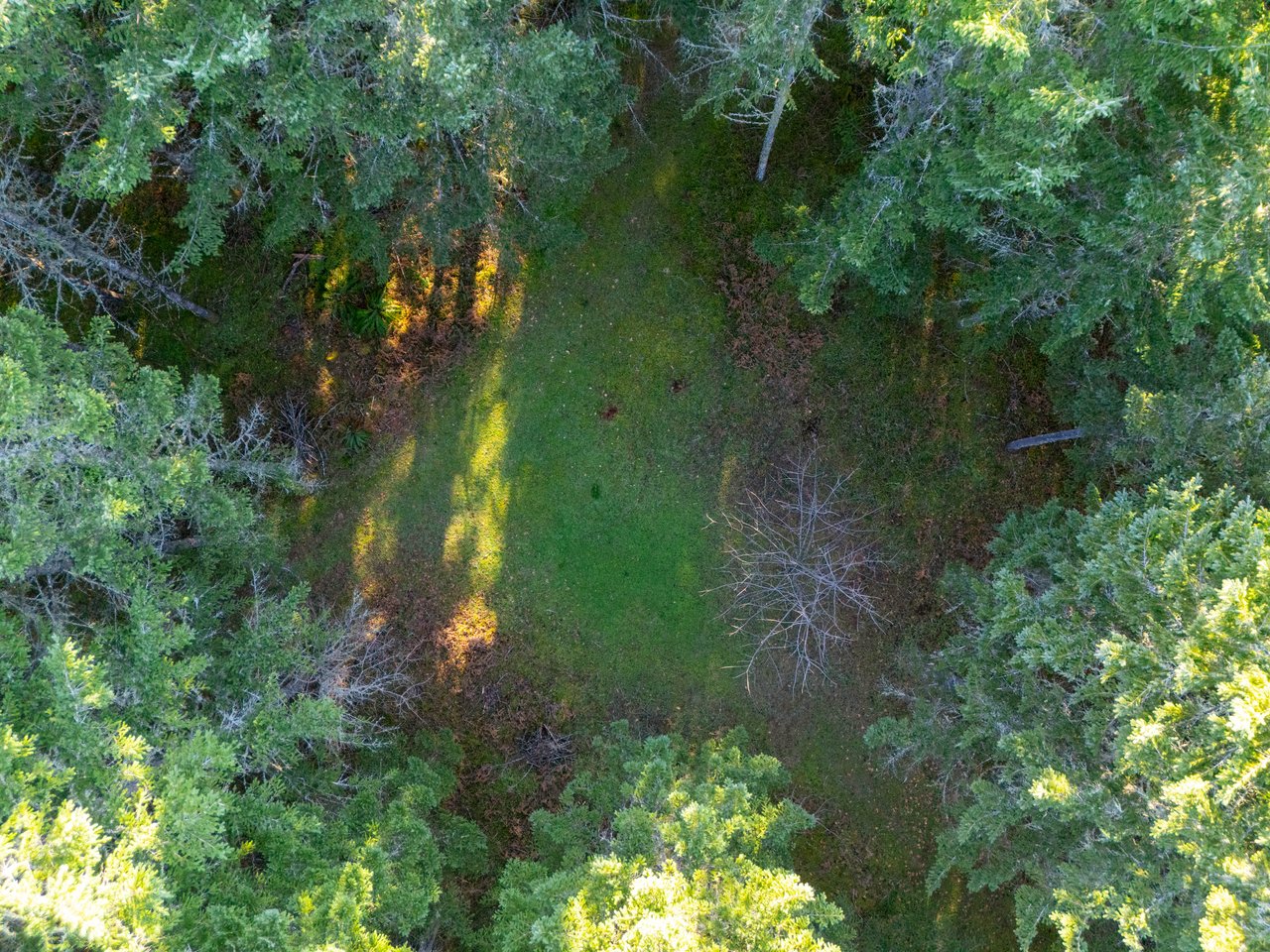 Liberty Forest Auction