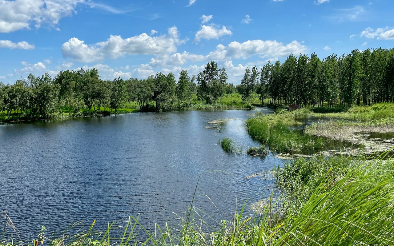 Pond bordered by reeds and trees under a bright, cloud-dotted sky.