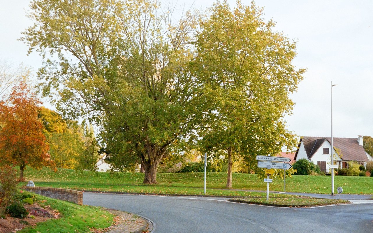Cary