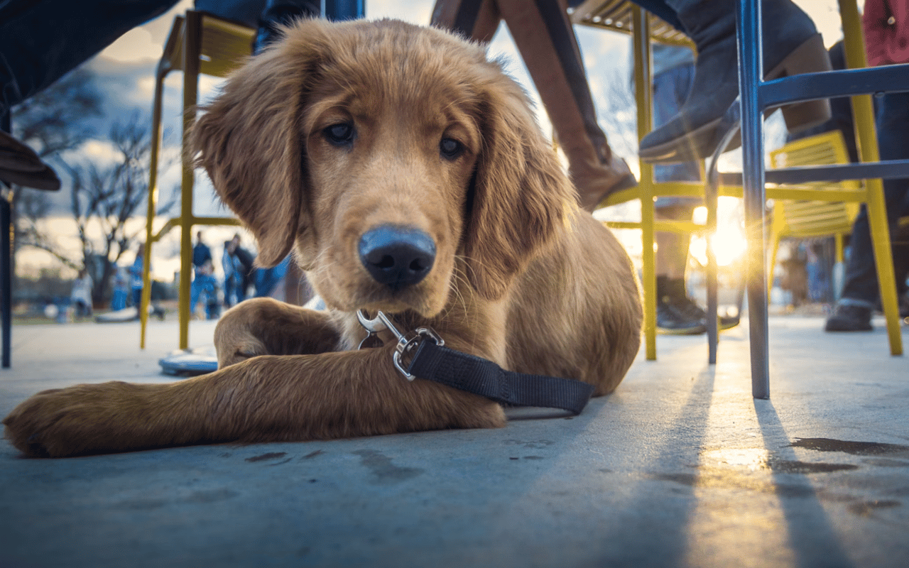 Pet-Friendly Restaurants in Frontenac, MO