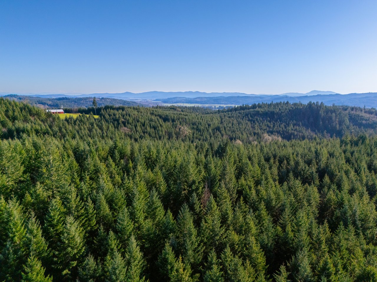 Liberty Forest Auction