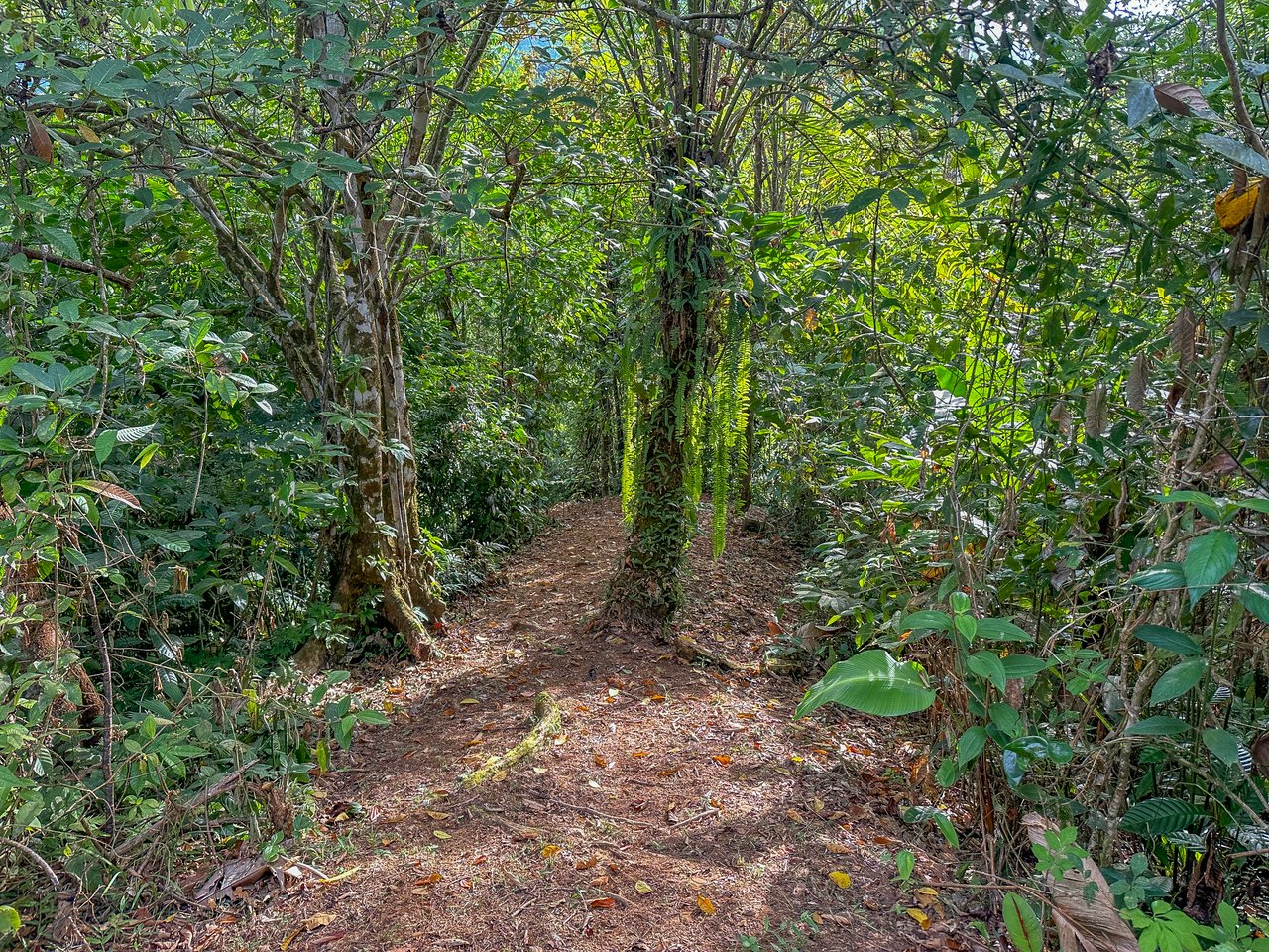 A Huge Rainforest, River & Waterfall Property With TWO Mountain & Jungle-View Luxury Homes on a Massive 4.93 Acre Lot – PLUS an Additional Plantel ready for Development