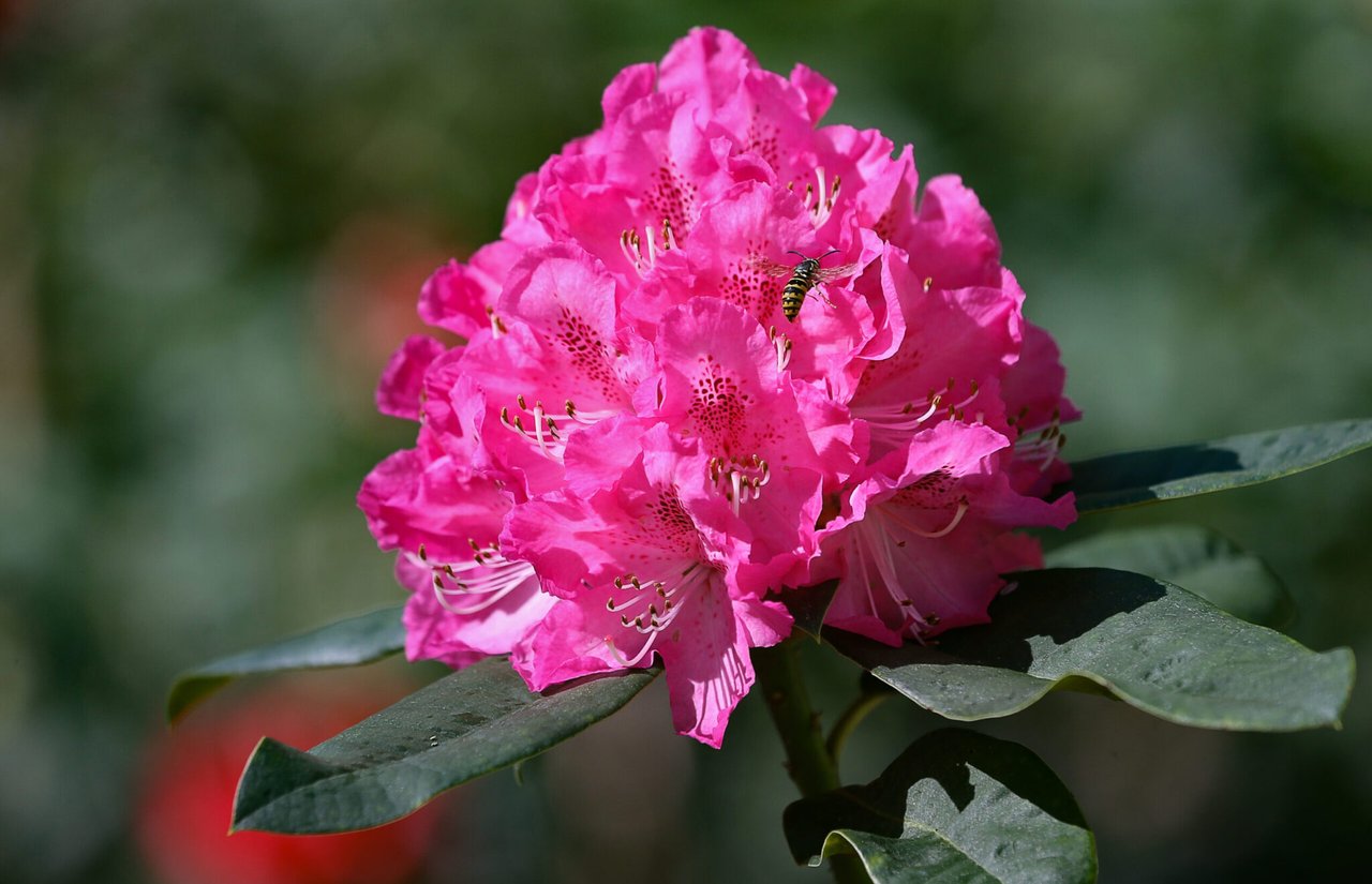 Where to See Rhododendrons in Bloom in Sonoma County