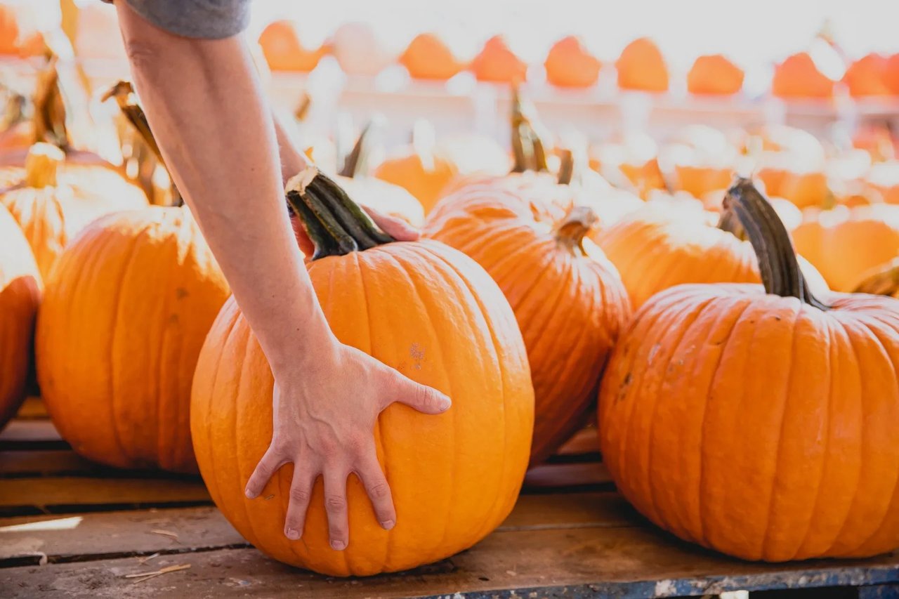 Things to Do in San Diego This Fall