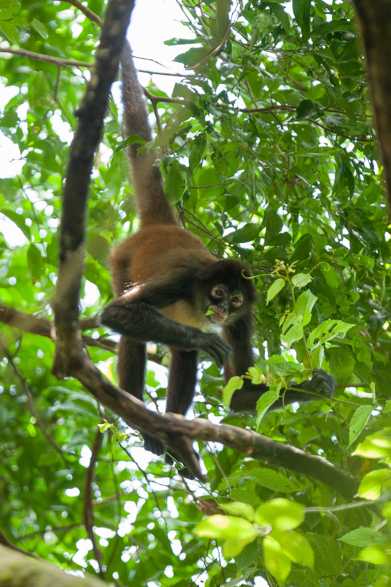 Jungle Islands — Los Mogos