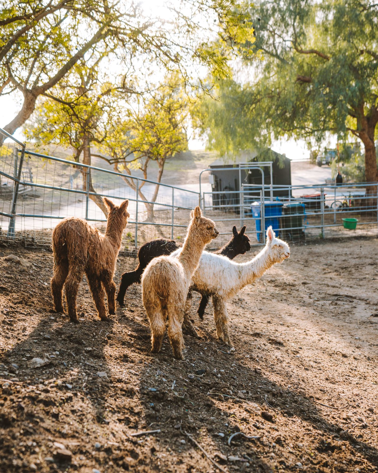 MALIBU DREAM RANCH 