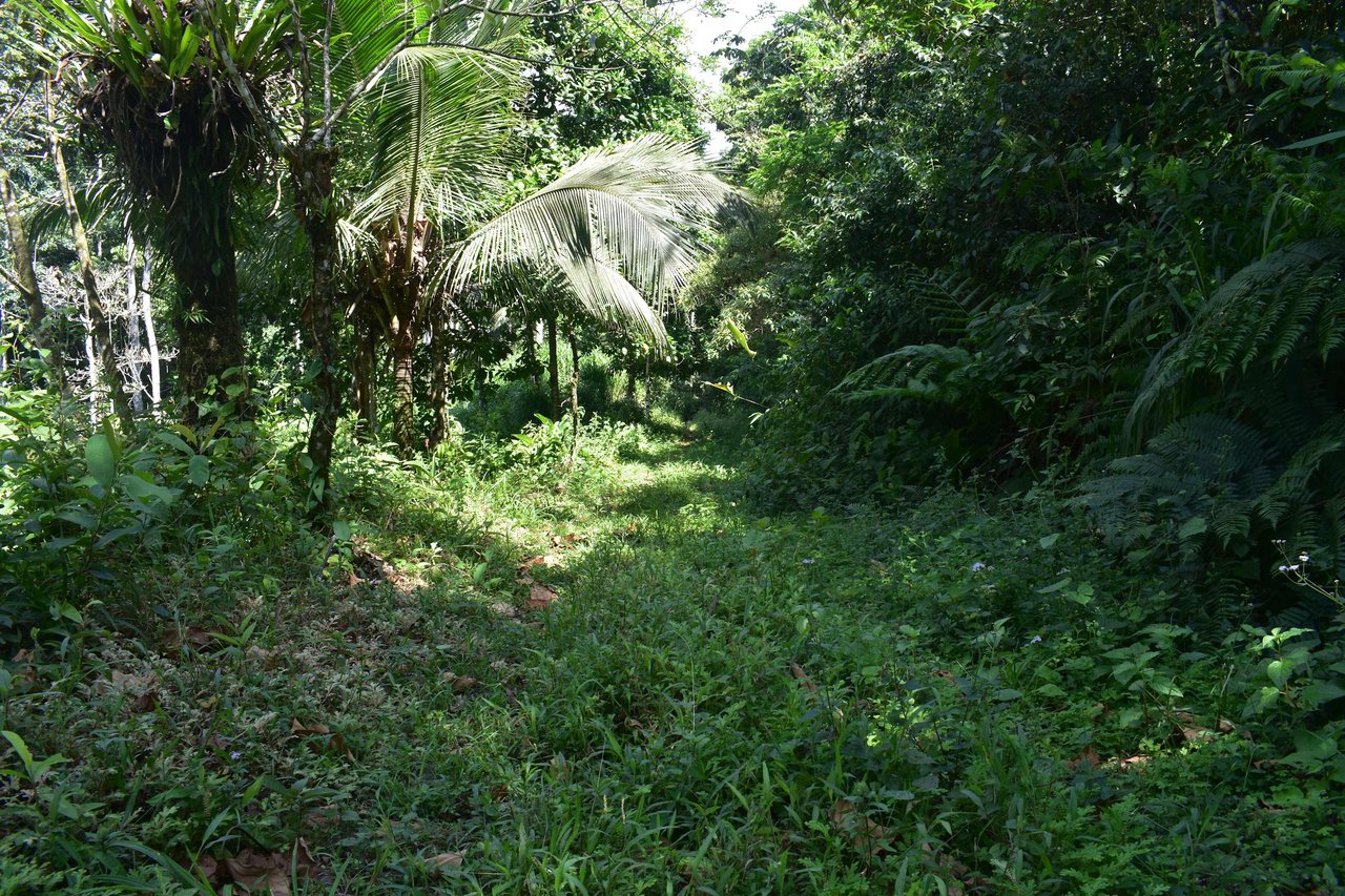 Finca La Paz | Scenic Property in Santo Domingo de Bijagua For Sale!