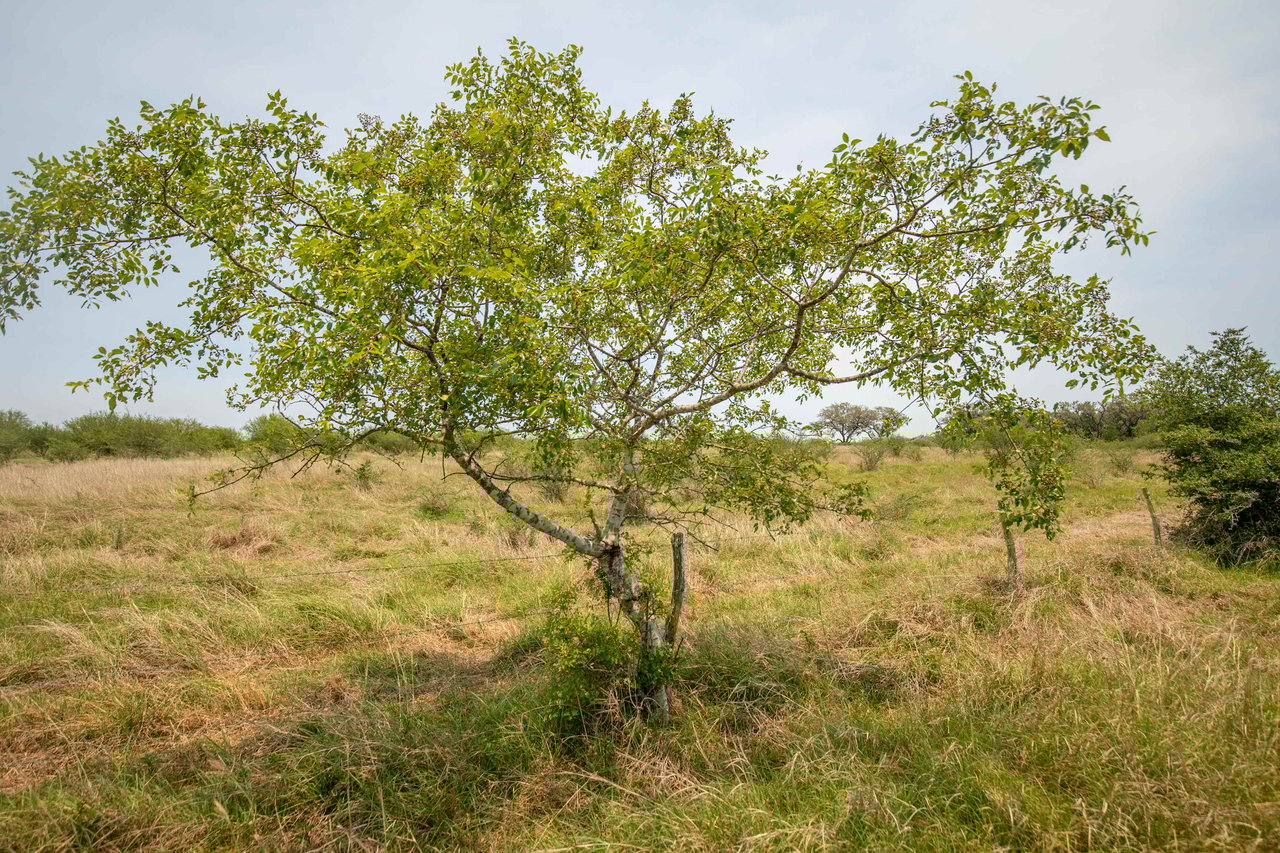 Green DeWitt Rd | 40.82± Acres | DeWitt County