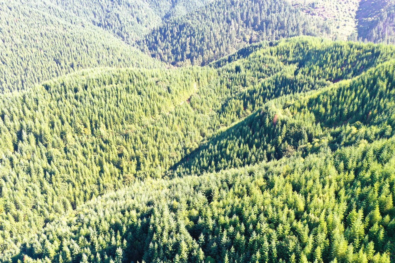 High Pass Tree Farm