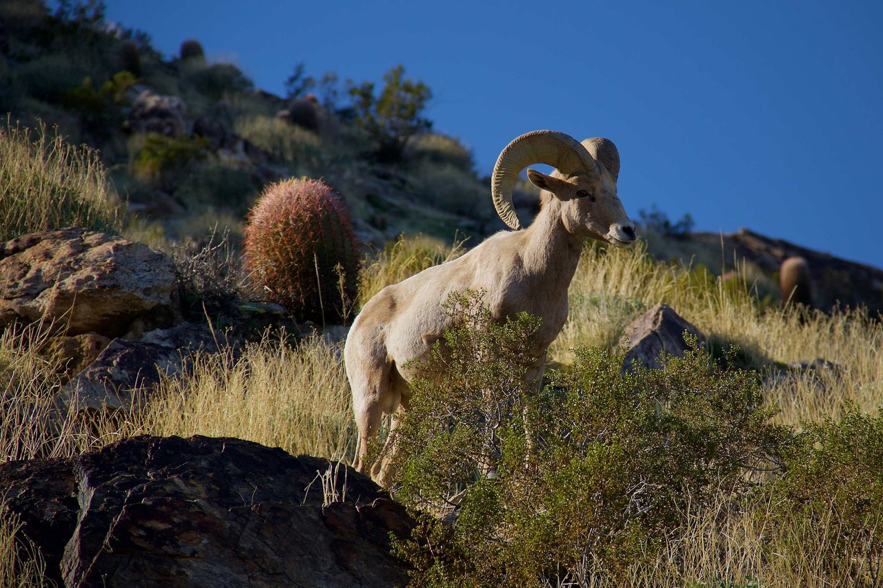 Bighorn Golf Club