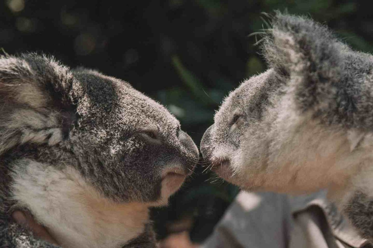 Australia Zoo in Queensland, Australia
