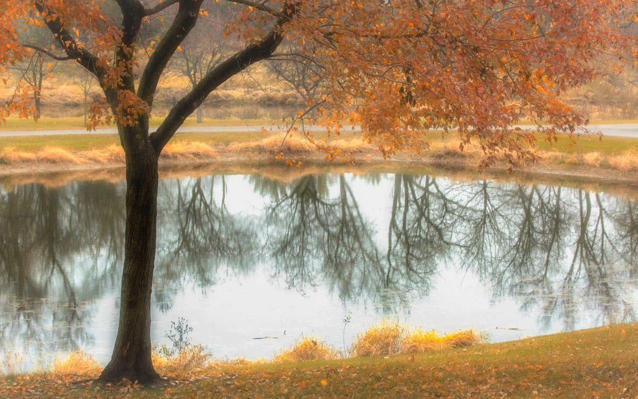 A large tree with colorful leaves overhanging a still pond in a park.