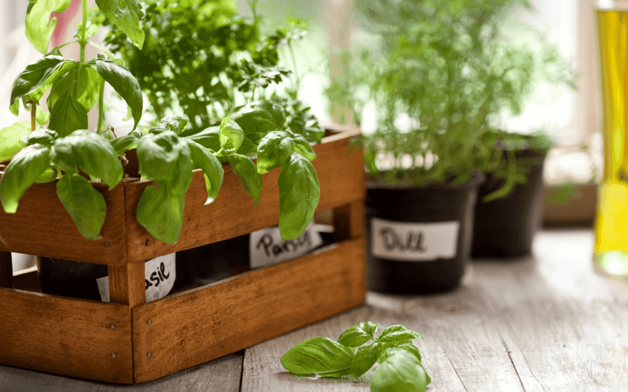 Cultivating Flavor – A Guide to Indoor Herb Gardening