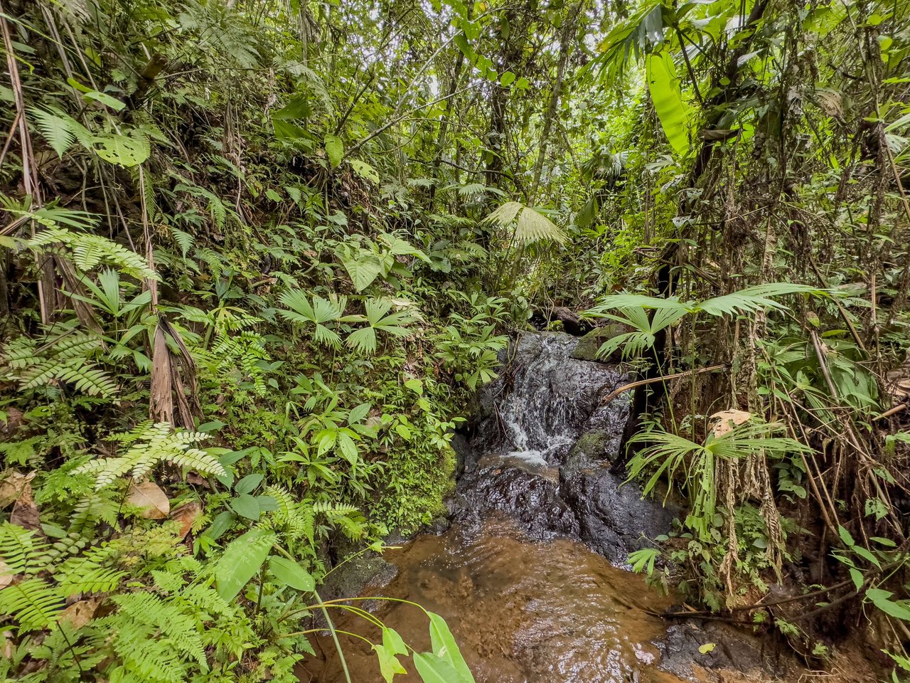 Costa Rican Gem with Conservation Potential: Preserve 26 Acres of Pristine Land