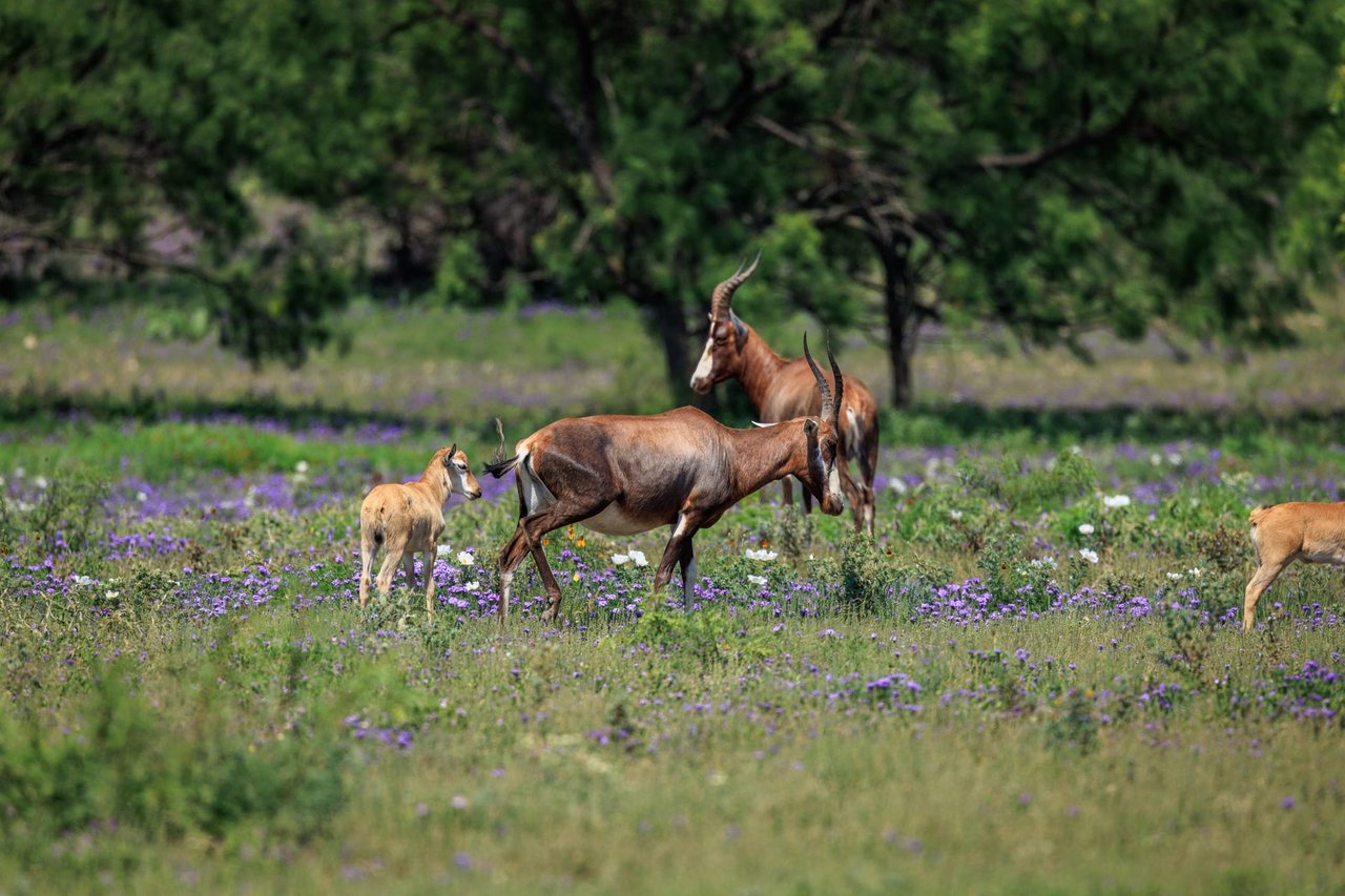 Golden Eagle Ranch