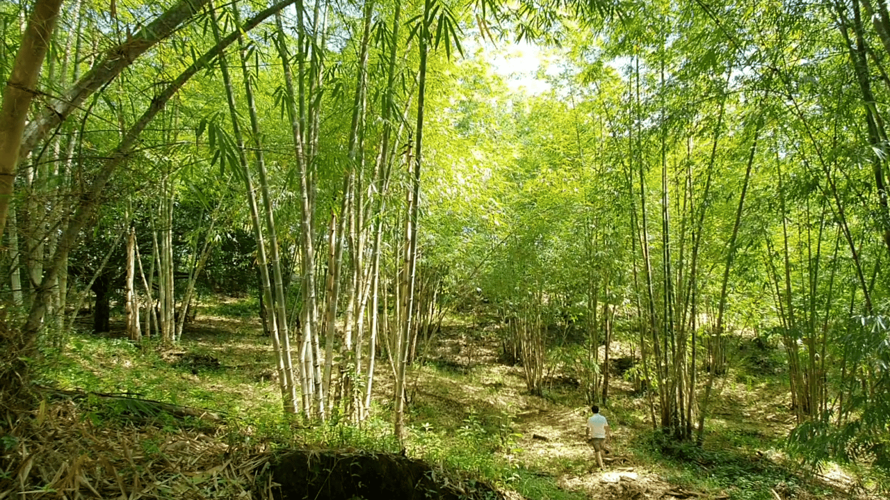 Bamboo & Forest Property #2 for Sale