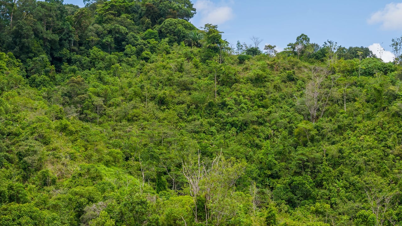 Costa Rican Gem with Conservation Potential: Preserve 26 Acres of Pristine Land