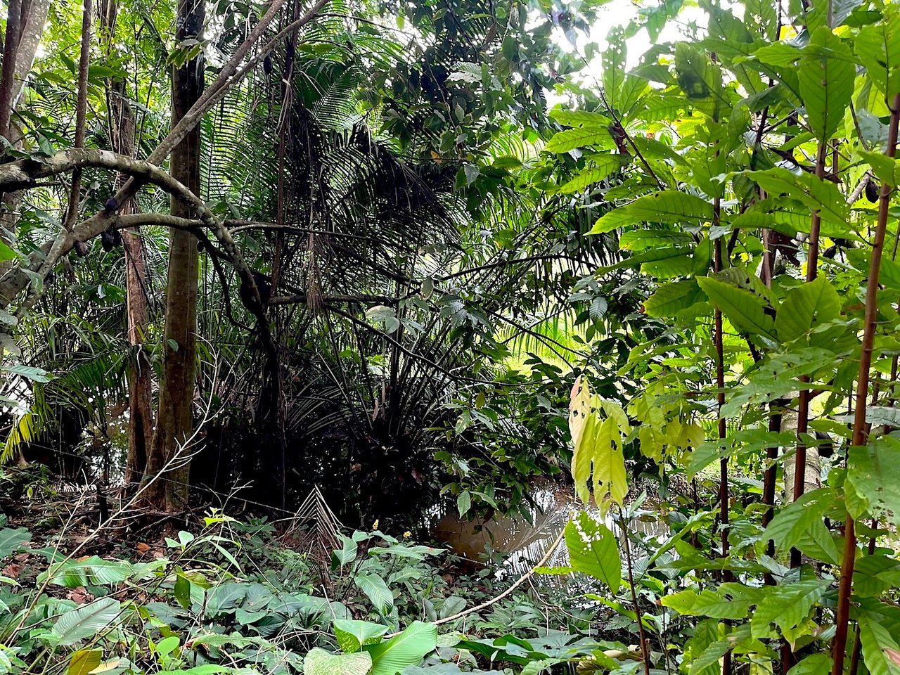 Luxury Development Land, Uvita, Puntarenas