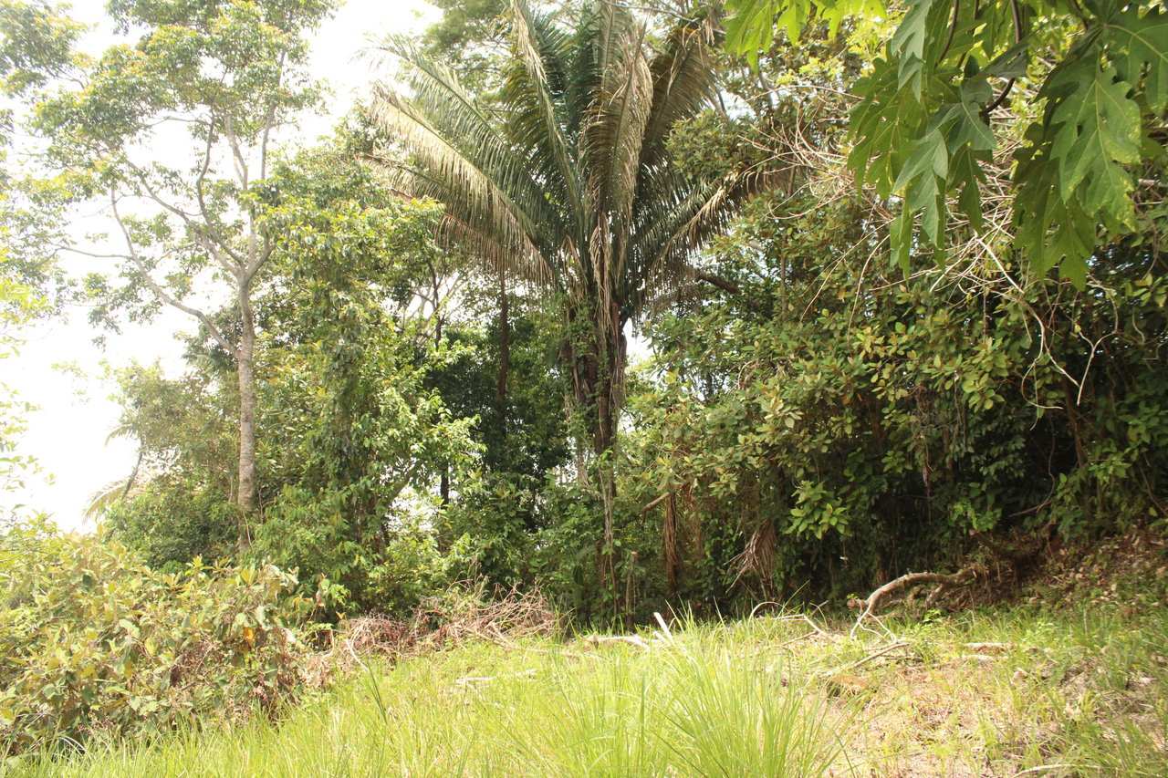Income Producing Property with Ocean View close to Dominical