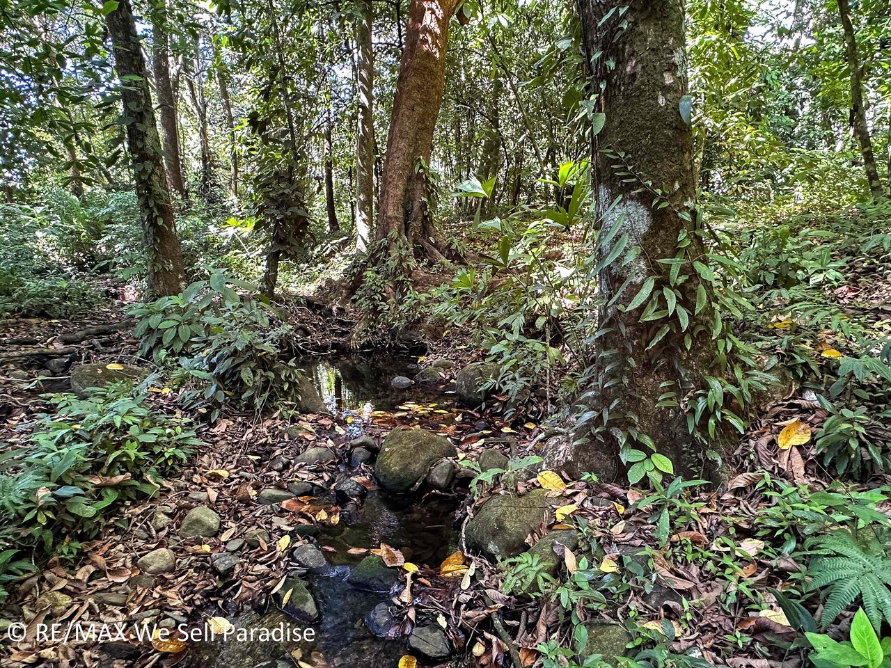 A large jungle-clad piece of land with mountain views, internal creek, and river frontage.