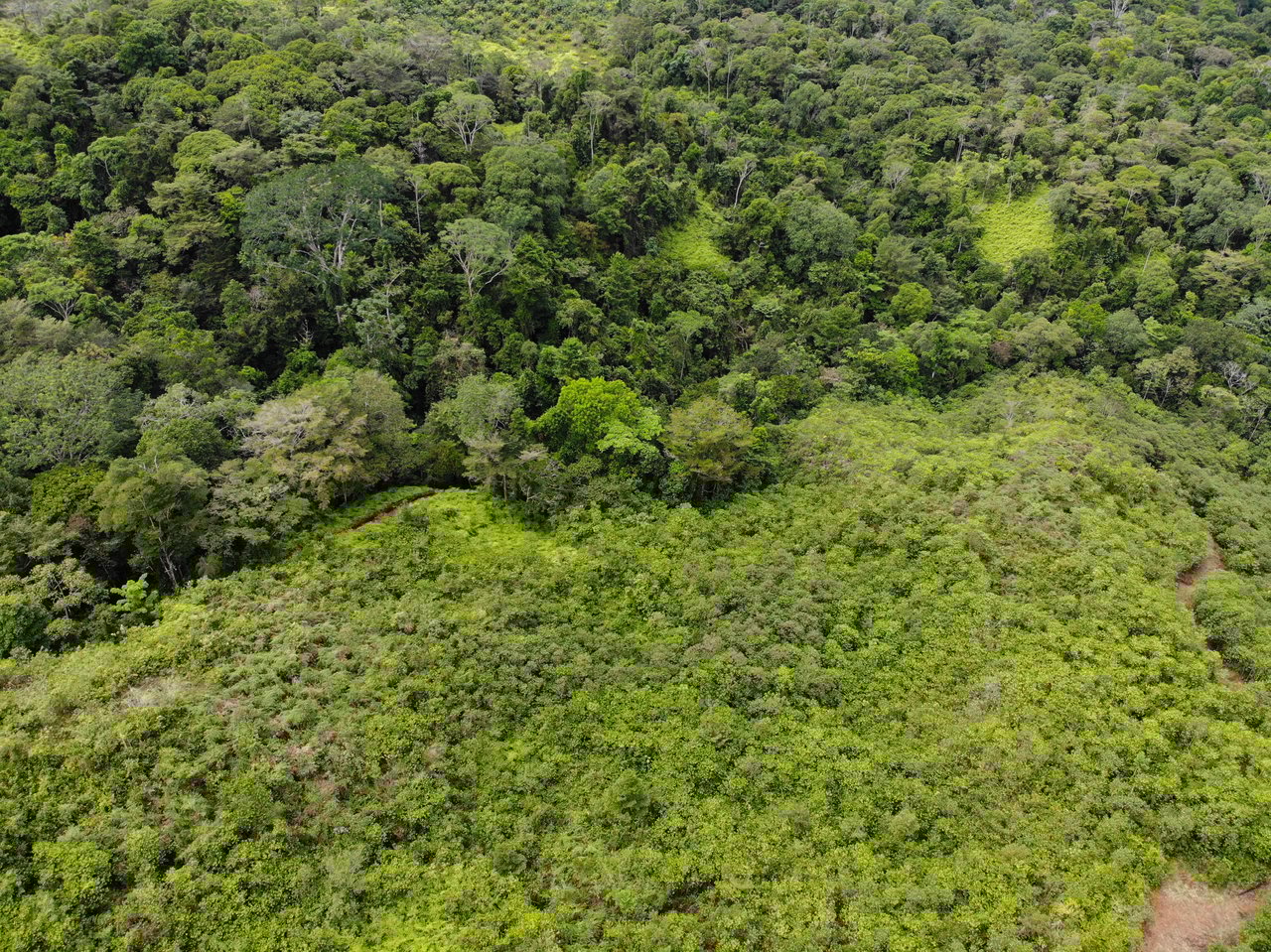 Sierpe Sunset and Jungle Views, 10 Acre Property, OSA!