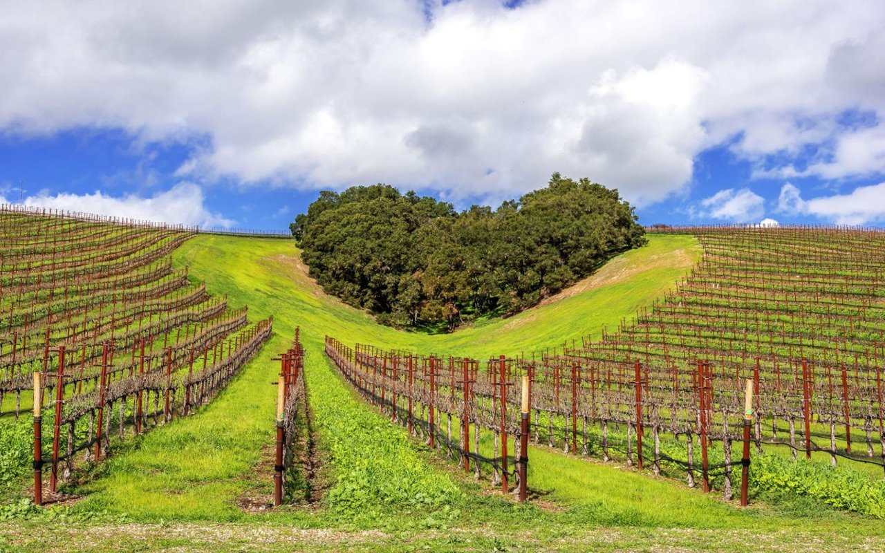 Exploring Paso Robles and Edna Valley Wine Country: The Best Scenic Drives and Hiking Trails