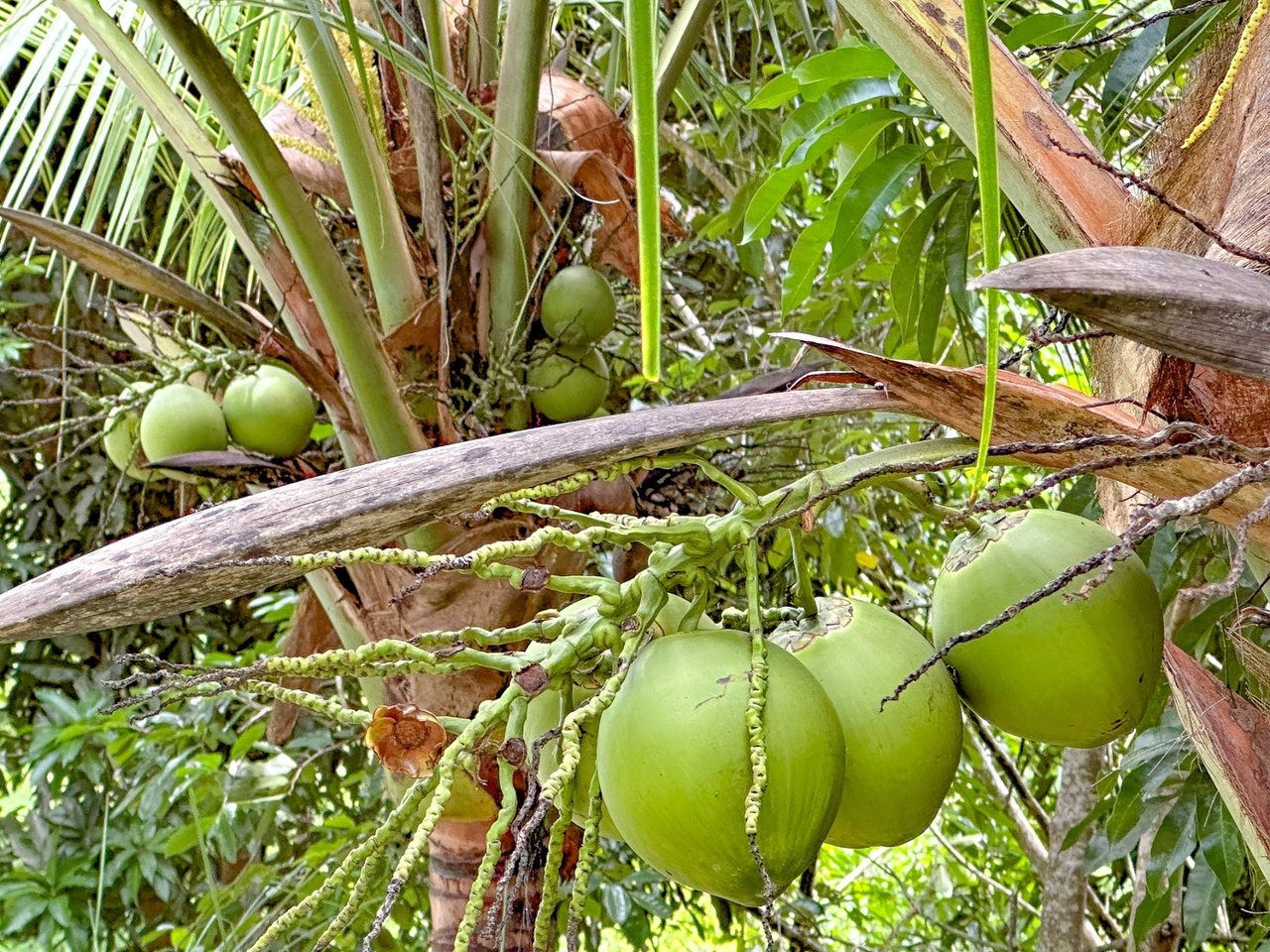 Waterfall Orchard Jungle Estate, Ojochal, Puntarenas