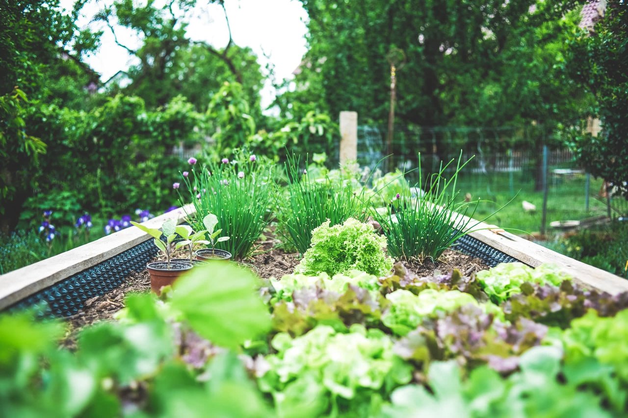 How to Start a Vegetable Garden in Your Pasadena Backyard