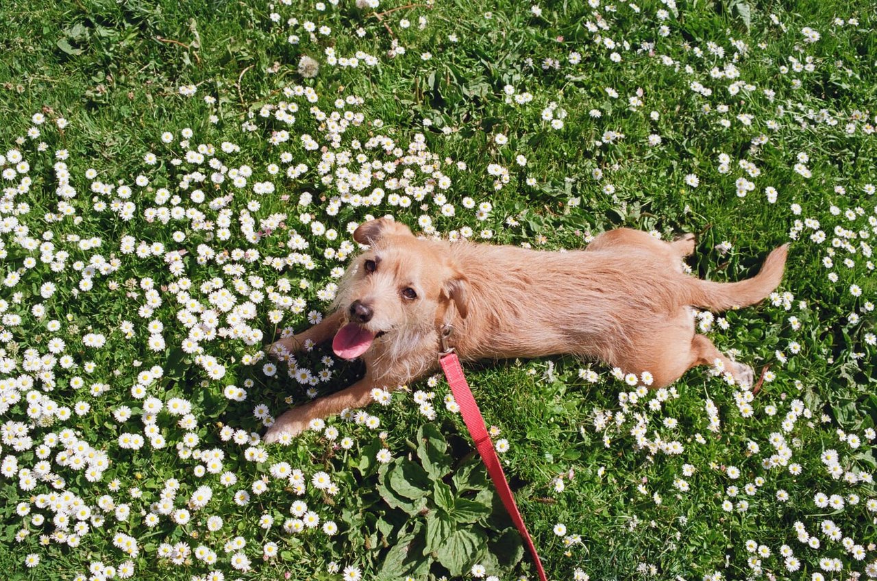 Top SF Realtor POV: Happy as a Dog on a Walk?