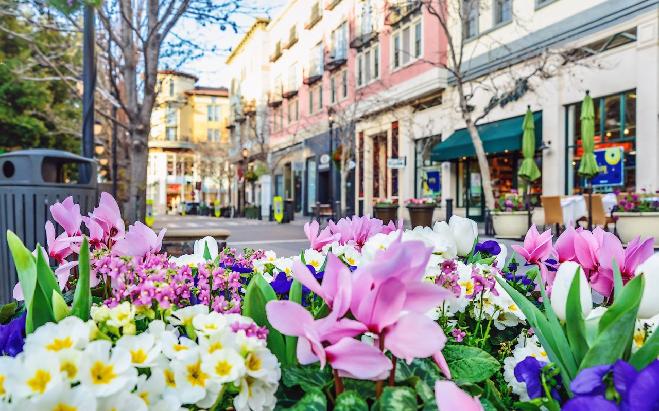 A vibrant close-up of a flower bed overflowing with pink, white, purple, and yellow blossoms, including cyclamen and tulips