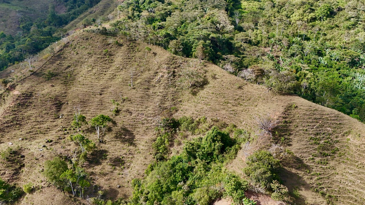 Over 2.5 Acres in Ceibo, Planted with Coffee and Fruits