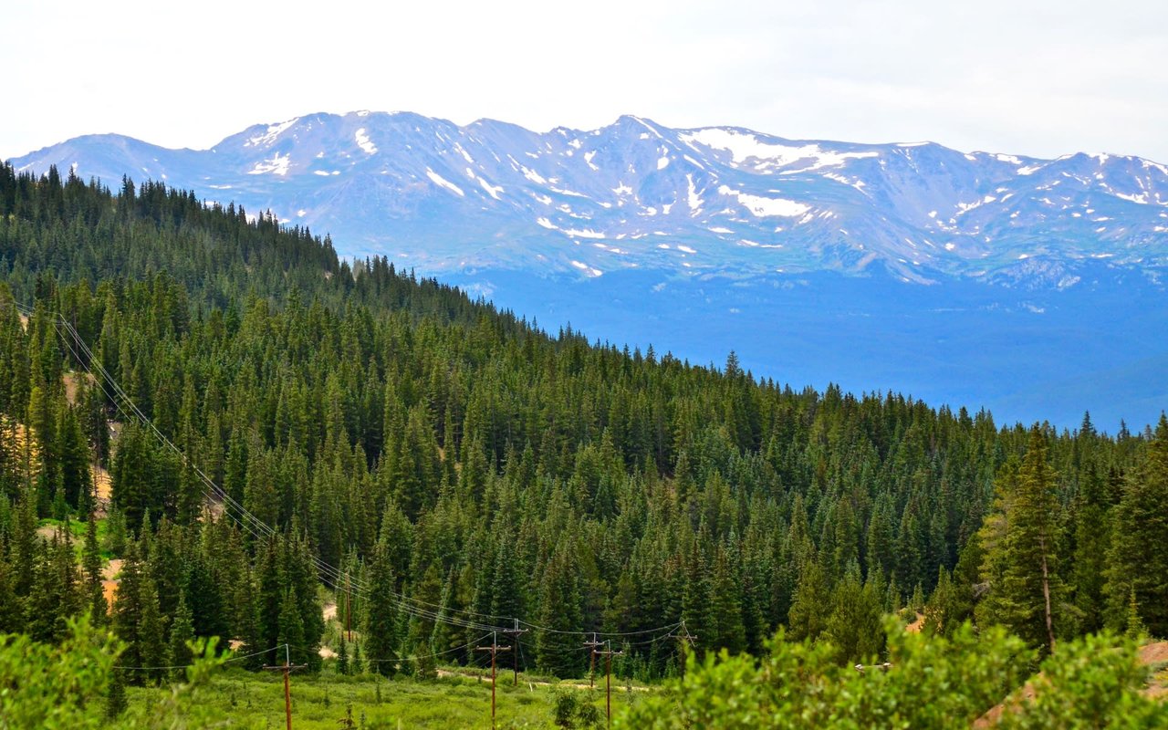 Pine