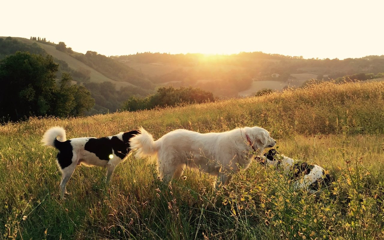 Rancho Coastal Humane Society