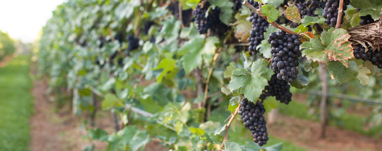 Your Perfect Day in Charlottesville – Noon