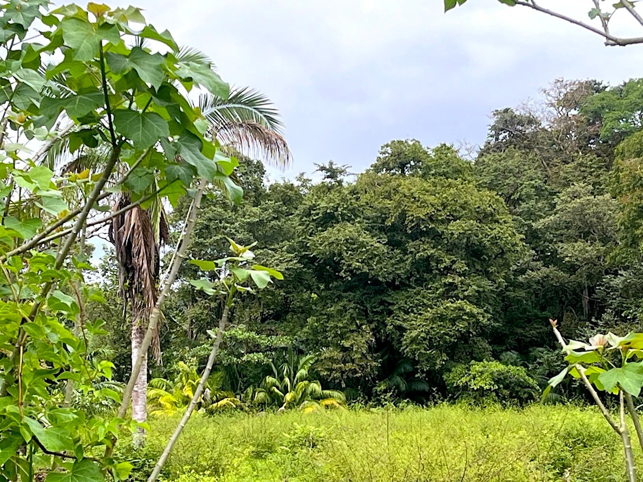 Titled Land Steps from the Beach, Uvita, Puntarenas