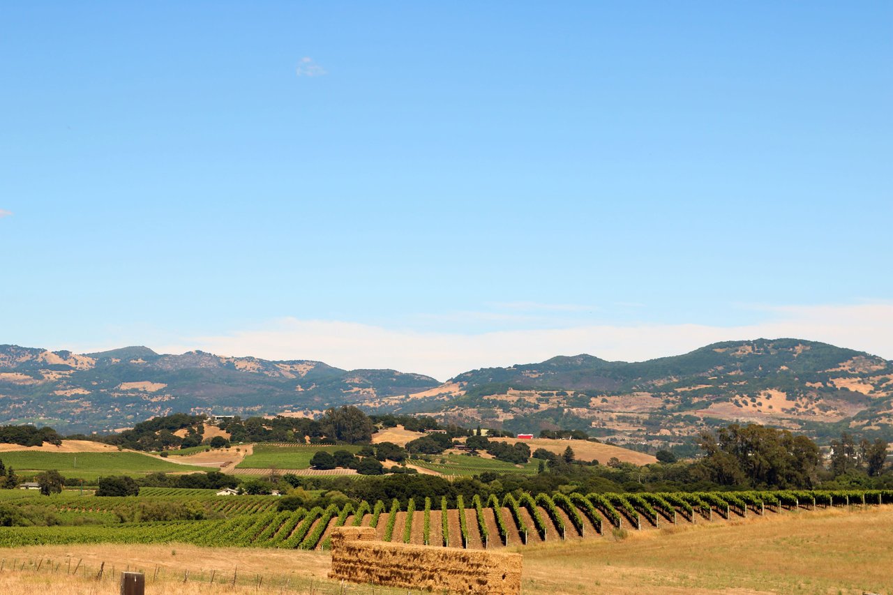 Napa Vineyard