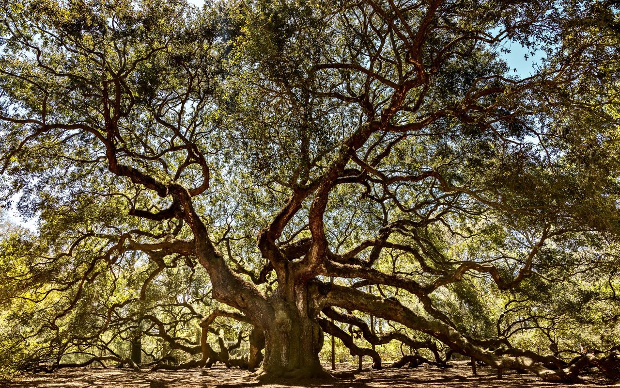 Johns Island