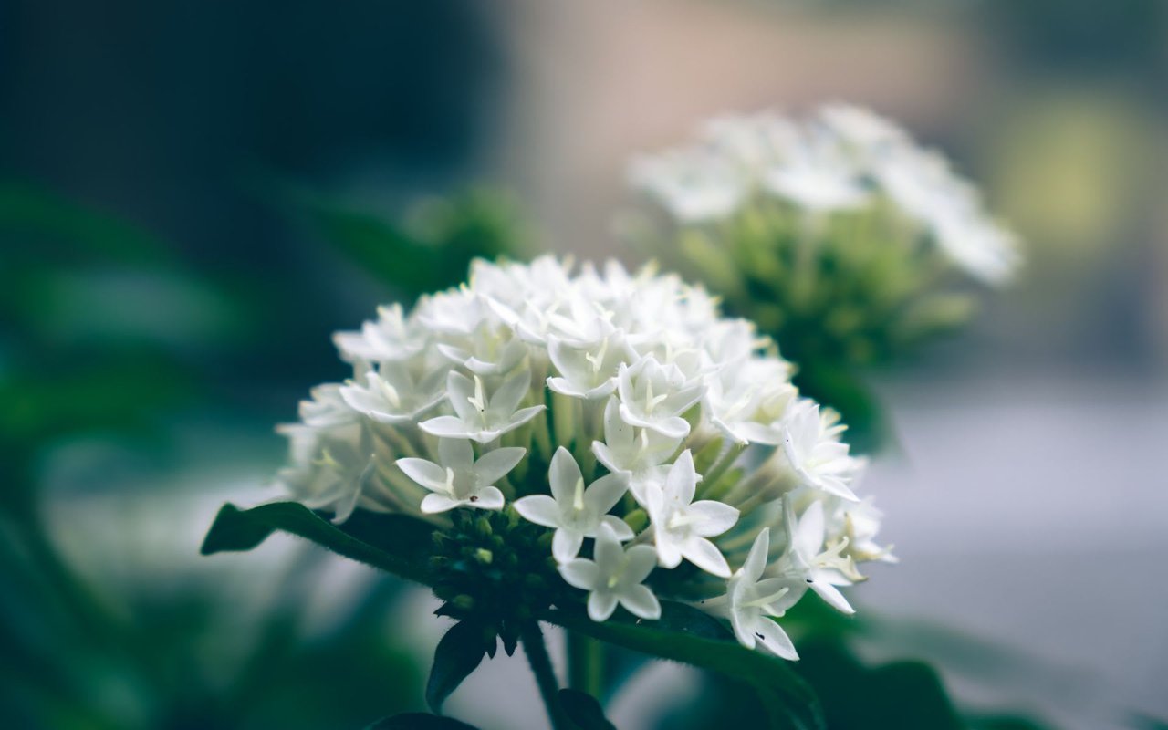 Your Guide To Growing Pentas Plants At Home