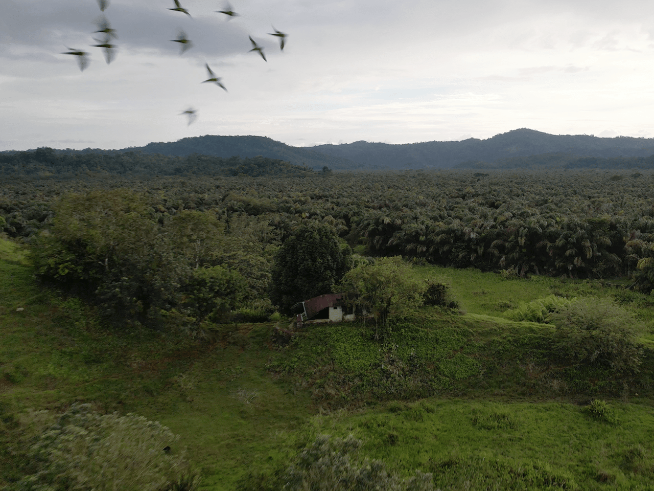 382 Acres of Sierpe River Wild Lands