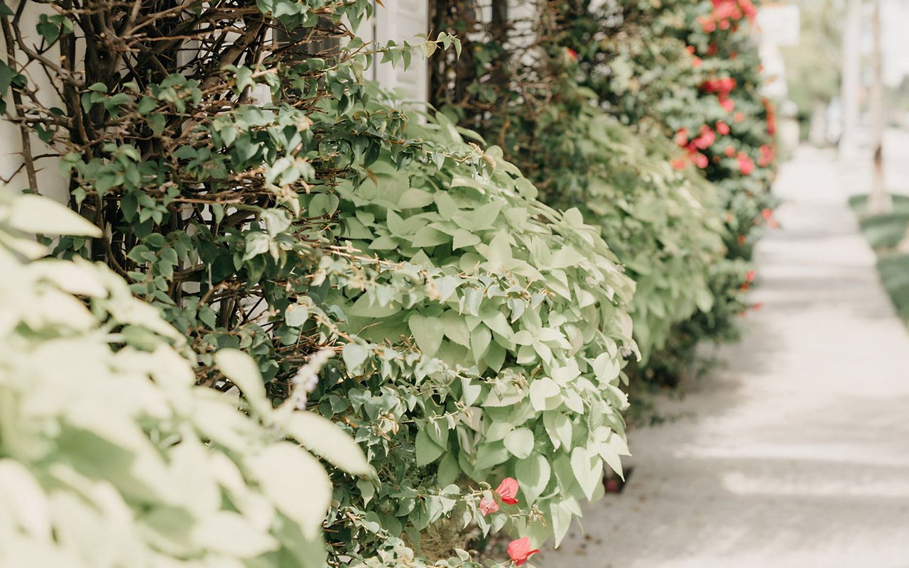 A concrete sidewalk lined with a red flowering plant and green leafy plants.
